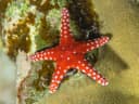 Hurghada Sea Star