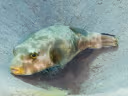 Immaculate Puffer