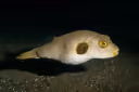 Immaculate Puffer