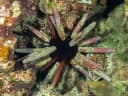 Imperial Pencil Urchin
