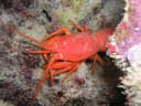 Indo-Pacific Furry Lobster