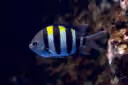 Indo-Pacific Sergeant