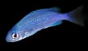 Jordan’s Damselfish