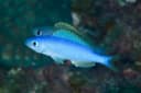 Jordan’s Damselfish