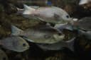 Karanteen Seabream
