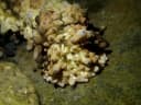 Knobbly Sea Cucumber