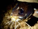 Large-Eye Brotula