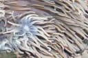 Leathery Sea Anemone