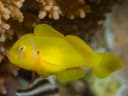 Lemon Coralgoby
