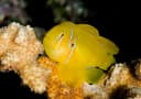 Lemon Coralgoby