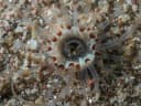 Lilith's Tube Anemone