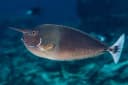 Lined Unicornfish