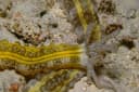 Lion's Paw Sea Cucumber