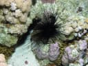 Long-spined Sea Urchin