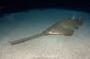 Longcomb sawfish