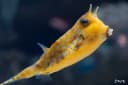 Longhorn Cowfish