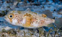 Longspine Porcupinefish