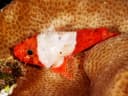 Lowfin Scorpionfish