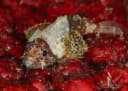 Lowfin Scorpionfish