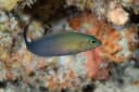 Forktail Dottyback