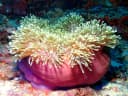 Magnificent Sea Anemone