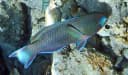 Malindi Parrotfish