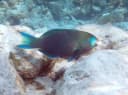 Malindi Parrotfish