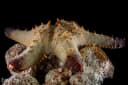 Mammillated Sea Star