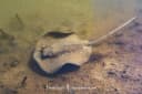 Mangrove Whipray
