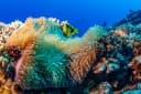 Mertens' Carpet Anemone