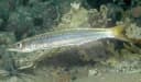 Midget Barracuda