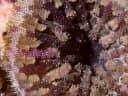 Mini Carpet Anemone