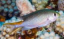 Miry’s Damselfish