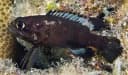 Moustache Longfin