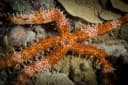 Nail-armed Sea Star