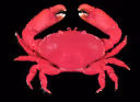 Nobili's Reef Crab