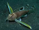 Ocellated Waspfish