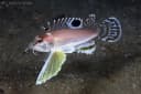 Ocellated Waspfish
