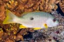 Onespot Snapper