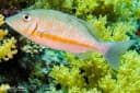 Orange-Striped Emperor