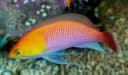 Orangehead Anthias