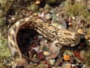 Orangelined Rockskipper