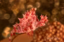 Orchid Spider Crab