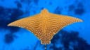 Ornate Eagle Ray