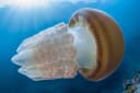 Orsini's Jellyfish