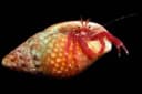 Red Hermit Crab
