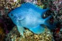 Pale Damselfish
