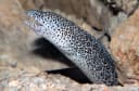 Peppered Moray