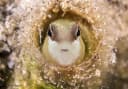 Peters’ Blenny