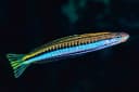Piano Fangblenny